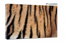 skóra tygrys120x90cm