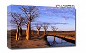 drzewa baobaby 70x50cm