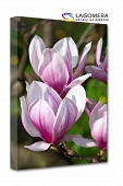 różowo-biała magnolia 50x30cm