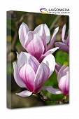 różowo-biała magnolia 55x40cm