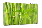 bambus 100x70cm