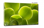 zielony kaktus liście 70x50cm