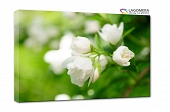 białe kwiatki zielone tło 100x70cm