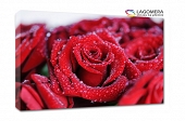czerwone róże 100x70cm