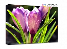 fioletowe krokusy rosa 70x50cm