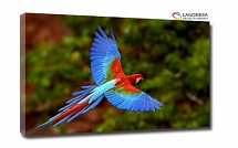 kolorowa papuga 150x100cm