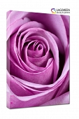 fioletowa róża 55x40cm