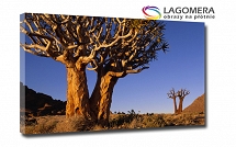 USA Quiver Trees Richtersveld National Park 50x30cm