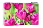 różowe tulipany 70x50cm