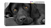 czarny labrador 100x70cm