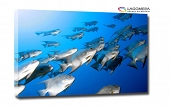 ławica ryb 50x30cm