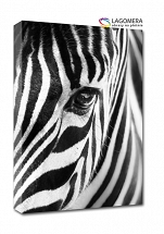 zebra 100x70cm