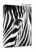 zebra 100x70cm
